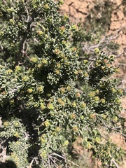 Artemisia spinescens