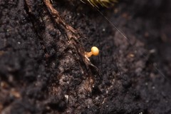 Eustilbum aureum