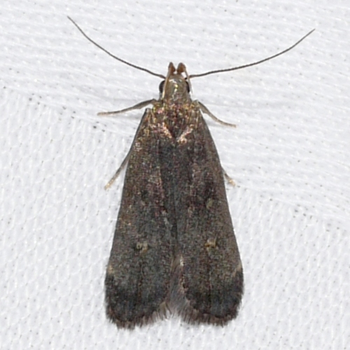 Orange-dotted Dichomeris Moth photo 4