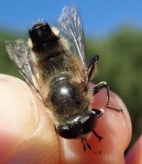 Platynochaetus setosus