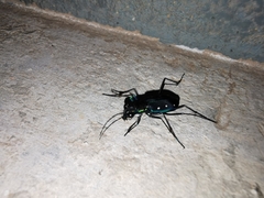 Cicindela flavomaculata