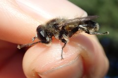 Platynochaetus setosus