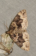 Lampropteryx suffumata