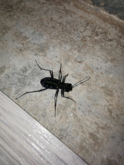 Cicindela flavomaculata