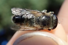 Platynochaetus setosus