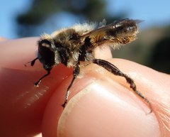 Platynochaetus setosus