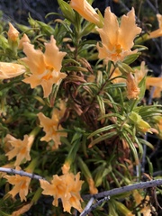 Diplacus grandiflorus