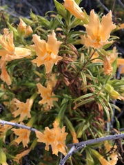 Diplacus grandiflorus