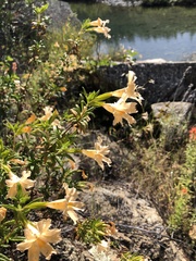 Diplacus grandiflorus