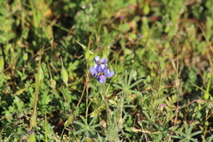 Lupinus bicolor