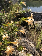 Diplacus grandiflorus