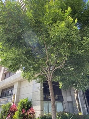 Koelreuteria elegans