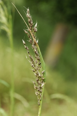 Ustilago perennans