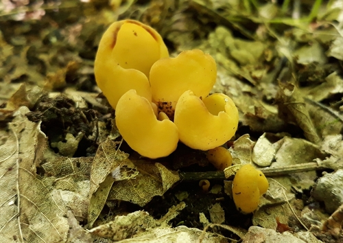 Flavoscypha cantharella image
