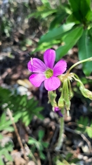 Oxalis nelsonii