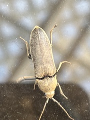 Dascillus