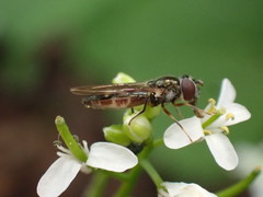 Platycheirus scutatus