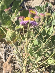 Erigeron blochmaniae