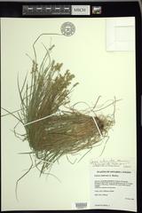 Carex echinata echinata