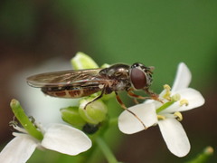 Platycheirus scutatus