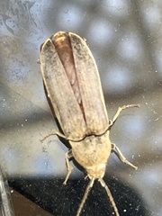 Dascillus