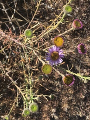 Erigeron blochmaniae