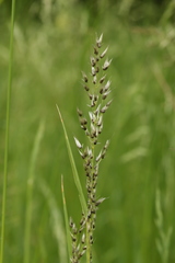 Ustilago perennans