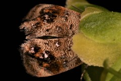 Tebenna gnaphaliella