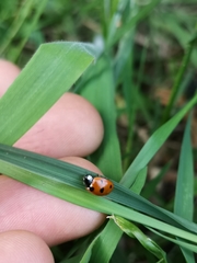 Coccinella septempunctata
