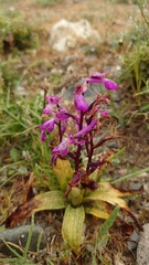 Orchis sitiaca