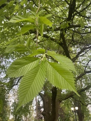 Ulmus