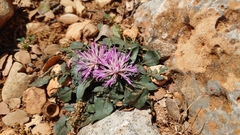 Centaurea raphanina