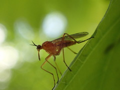 Empis stercorea