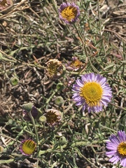 Erigeron blochmaniae