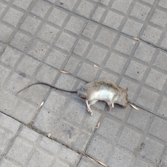 Rattus
