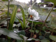 Lycianthes asarifolia