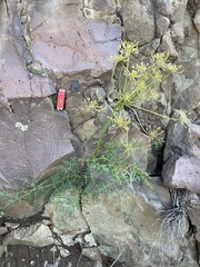 Lomatium papilioniferum