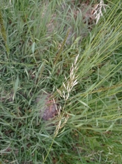 Poaceae