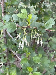 Ribes niveum