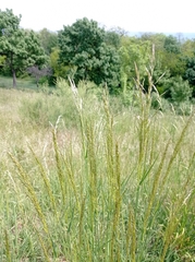 Poaceae