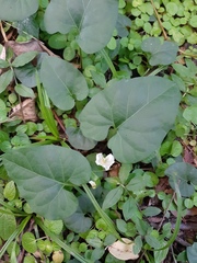 Lycianthes asarifolia