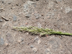 Poaceae