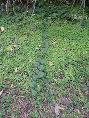 Lycianthes asarifolia