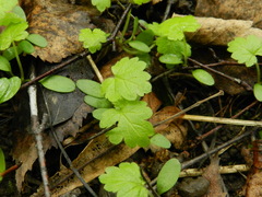 Adoxa moschatellina