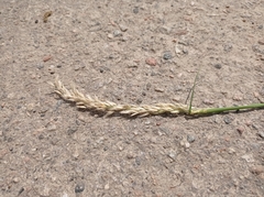 Poaceae