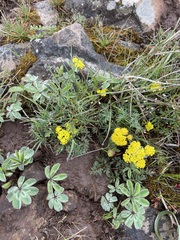 Lomatium cous