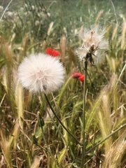 Scorzonera laciniata