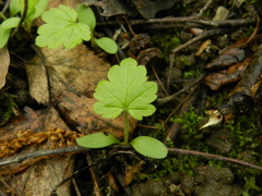 Adoxa moschatellina