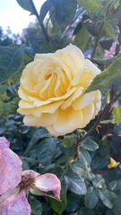 Rosa