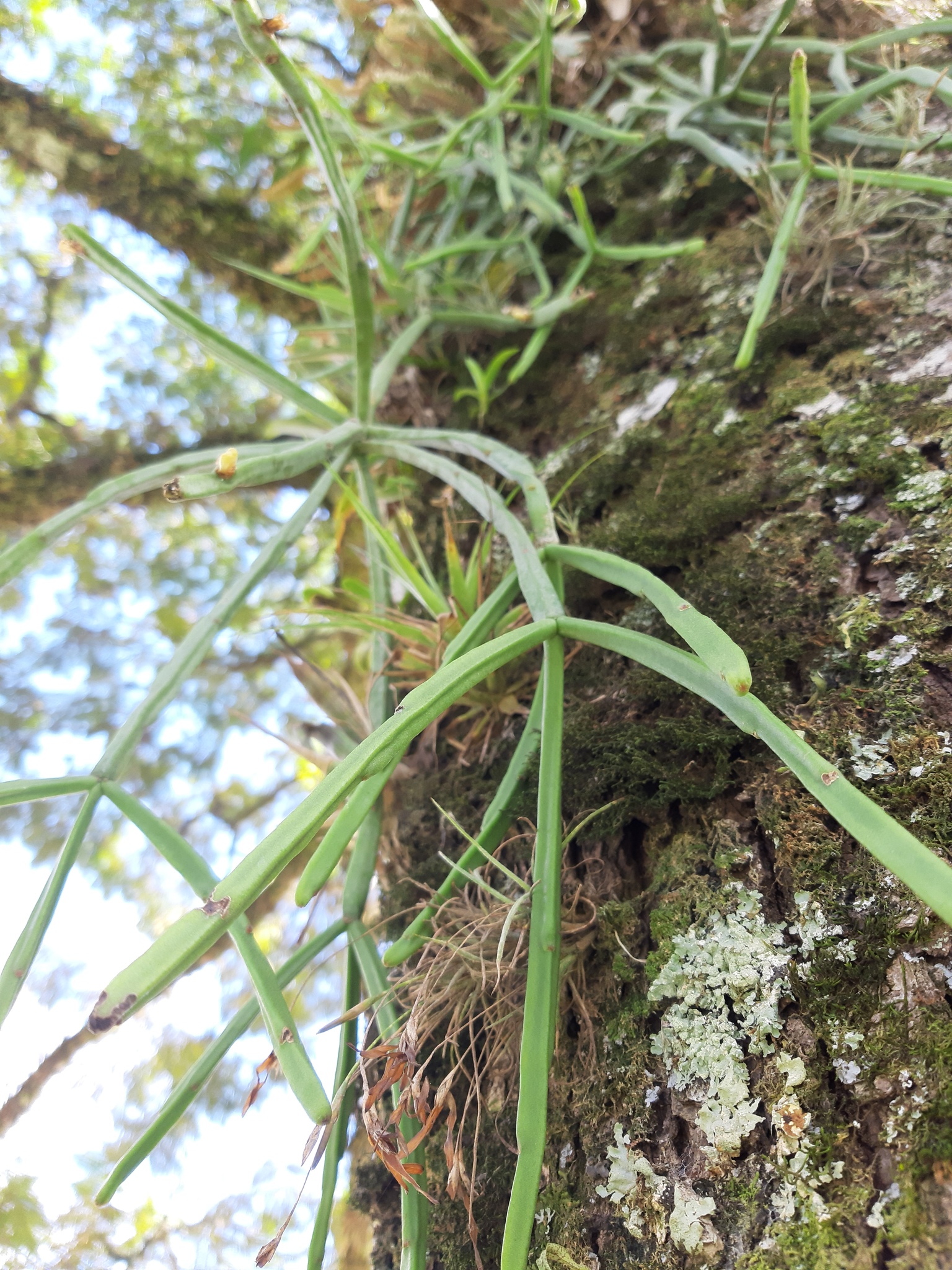 Rhipsalis trigona